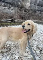 Sophie, a female Cocker Spaniel for sale in Springfield, MO – Photo 3 of 8