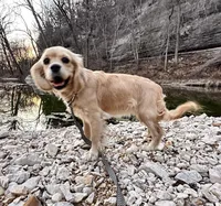 Sophie, a female Cocker Spaniel for sale in Springfield, MO – Photo 4 of 8