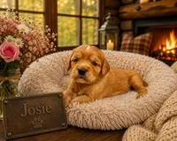Josie, a female Miniature Golden Retriever for sale in Springfield, MO – 1 of 1