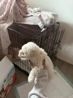 Luna, a female Maltipoo for sale in Downey, CA – Photo 1 of 3