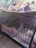 Luna, a female Maltipoo for sale in Downey, CA – Photo 2 of 3