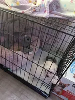 Luna, a female Maltipoo for sale in Downey, CA – Photo 3 of 3