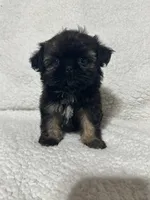Tiny imperial shih tzu , a male Shih Tzu for sale in Gordo, AL – 2 of 2