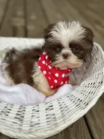 Imperial shih tzu male, a male Shih Tzu for sale in Gordo, AL – 5 of 7