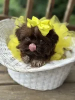Tiny imperial shih tzu female, a female Shih Tzu for sale in Gordo, AL – 9 of 9