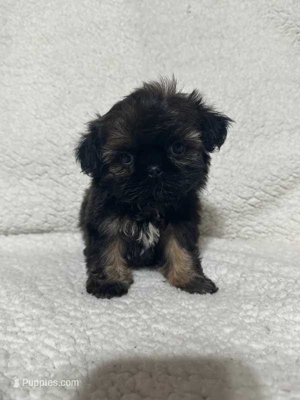 Tiny imperial shih tzu  – Shih Tzu puppy for sale in Gordo, AL