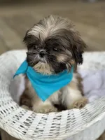 Tiny imperial shih tzu male, a male Shih Tzu for sale in Gordo, AL – 5 of 6
