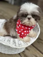 Imperial shih tzu male, a male Shih Tzu for sale in Gordo, AL – 6 of 7