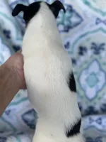 Male Chihuahua, a male Chihuahua for sale in Gordo, AL – 2 of 2