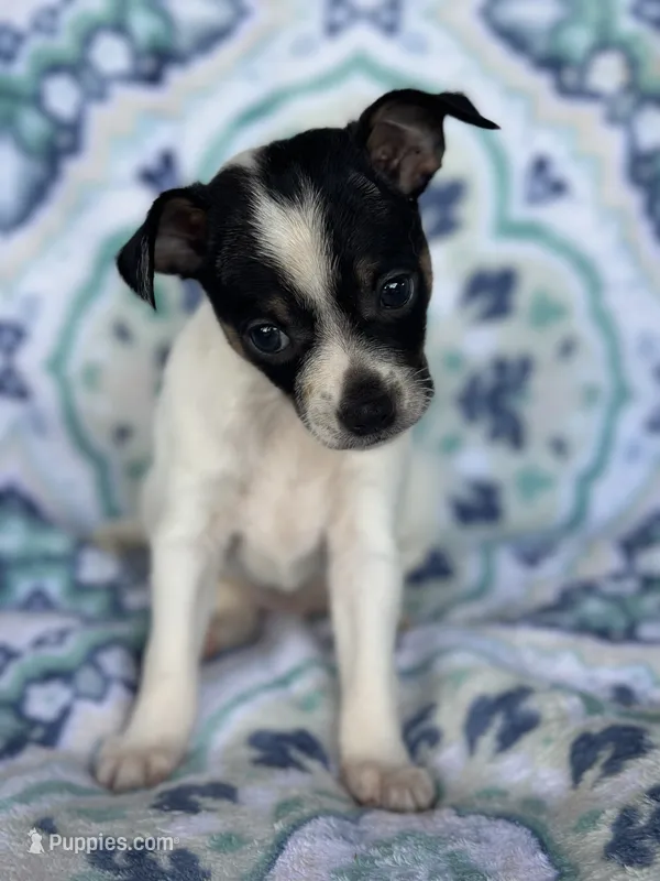 Male Chihuahua – Chihuahua puppy for sale in Gordo, AL