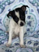 Male Chihuahua, a male Chihuahua for sale in Gordo, AL – 1 of 2