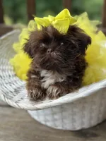 Tiny imperial shih tzu female, a female Shih Tzu for sale in Gordo, AL – 5 of 9