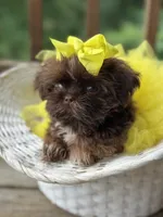 Tiny imperial shih tzu female, a female Shih Tzu for sale in Gordo, AL – 2 of 9