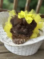 Tiny imperial shih tzu female, a female Shih Tzu for sale in Gordo, AL – 7 of 9