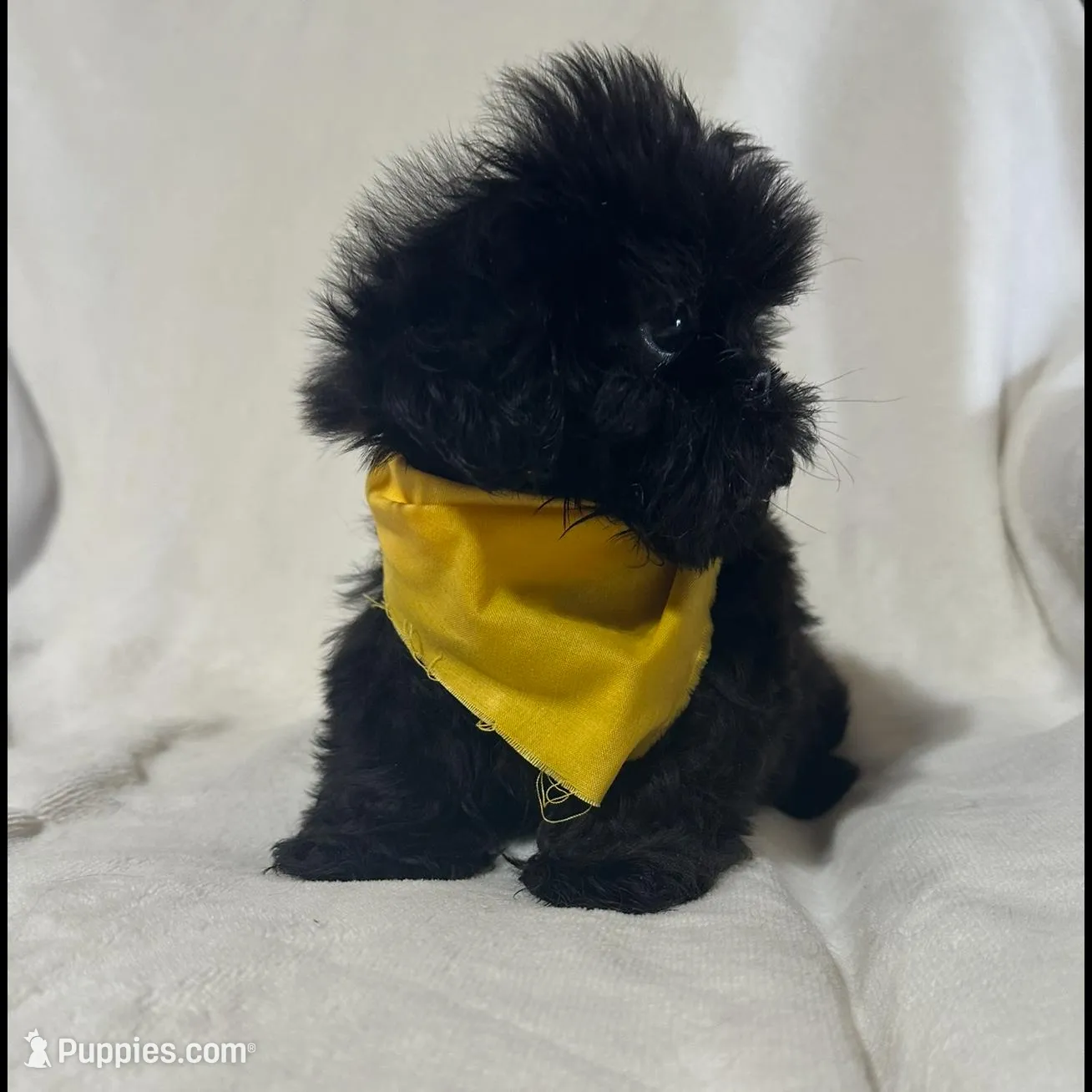 Male, a male Shih Tzu for sale in Gordo, AL – Photo 4 of 5