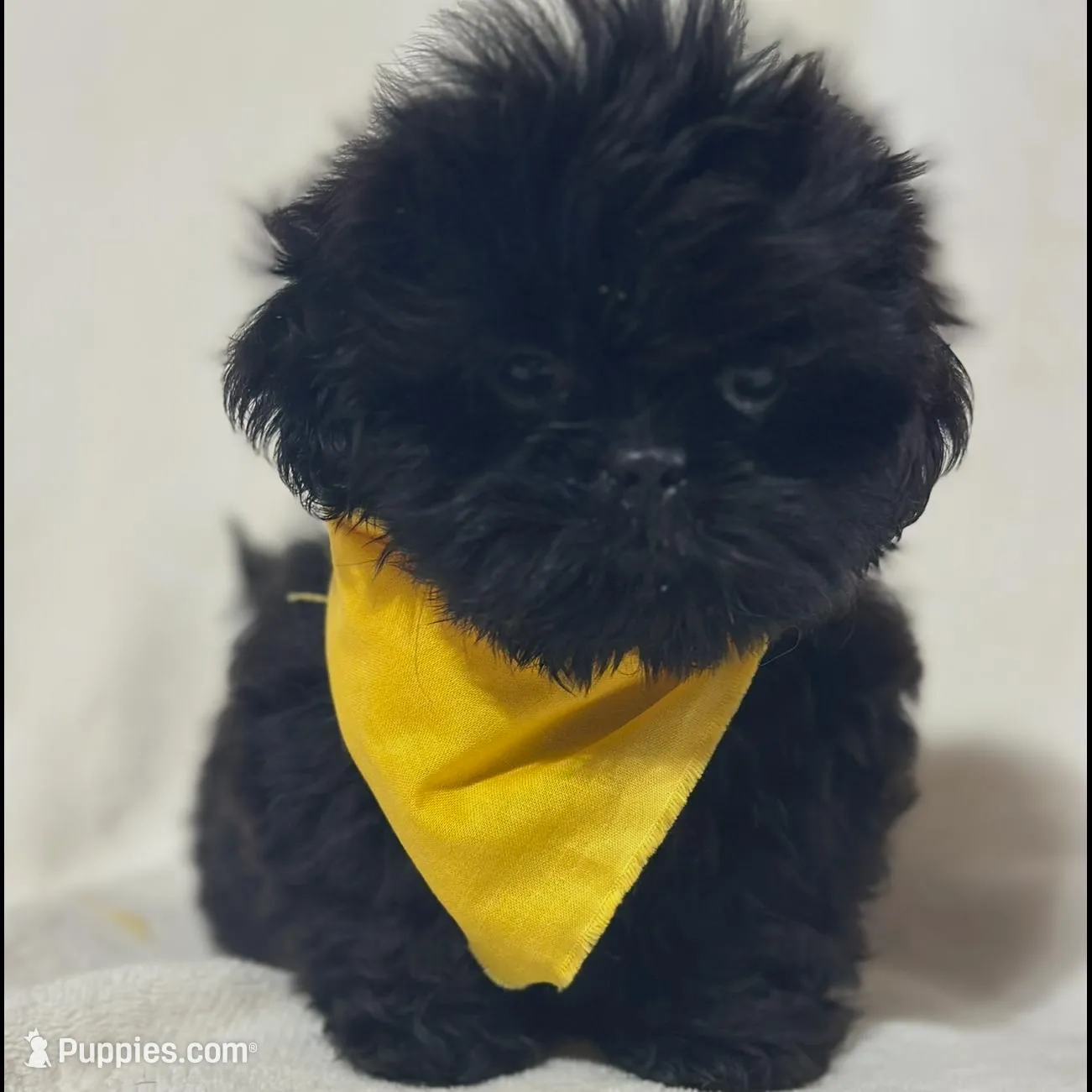 Male, a male Shih Tzu for sale in Gordo, AL – Photo 3 of 5