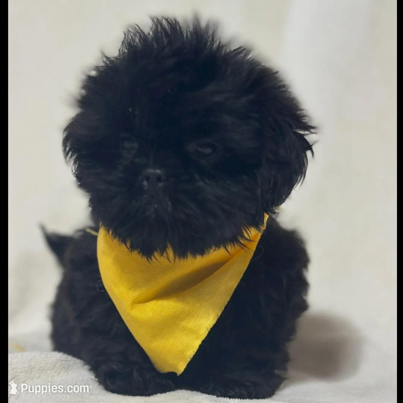 Male, a male Shih Tzu for sale in Gordo, AL – Photo 1 of 5