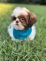 Imperial Shih Tzu, a male Shih Tzu for sale in Gordo, AL – 2 of 4