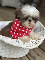 Imperial shih tzu male, a male Shih Tzu for sale in Gordo, AL – 7 of 7