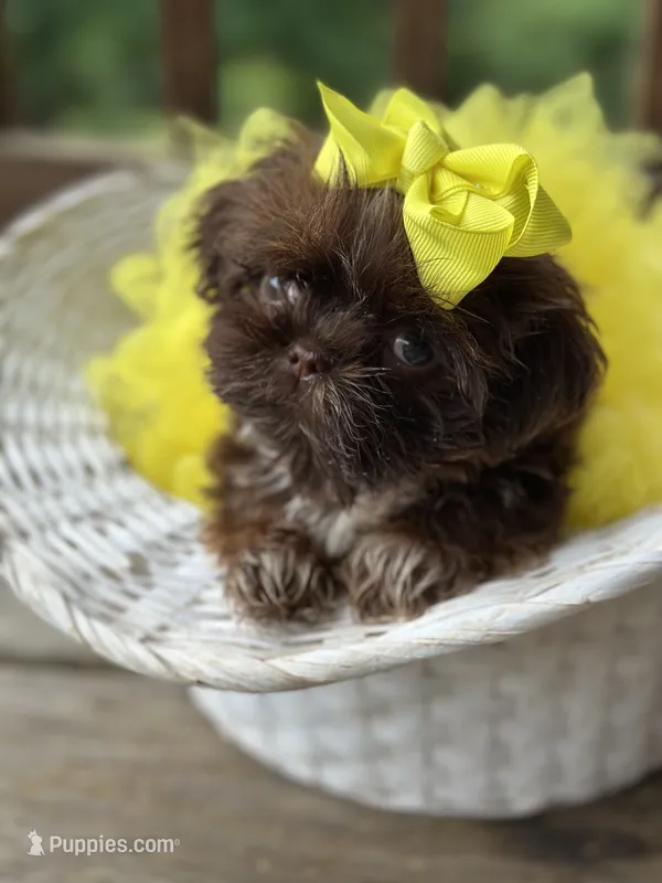 Tiny imperial shih tzu female – Shih Tzu puppy for sale in Gordo, AL