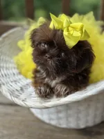 Tiny imperial shih tzu female, a female Shih Tzu for sale in Gordo, AL – 1 of 9