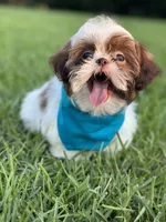 Imperial Shih Tzu, a male Shih Tzu for sale in Gordo, AL – 3 of 4