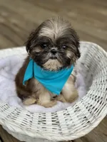 Tiny imperial shih tzu male, a male Shih Tzu for sale in Gordo, AL – 3 of 6