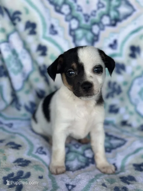 Male Chihuahua – Chihuahua puppy for sale in Gordo, AL
