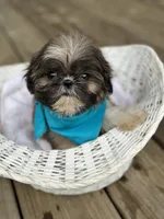 Tiny imperial shih tzu male, a male Shih Tzu for sale in Gordo, AL – 4 of 6