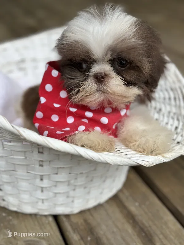 Imperial shih tzu male – Shih Tzu puppy for sale in Gordo, AL