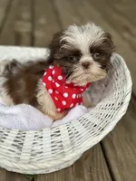 Imperial shih tzu male, a male Shih Tzu for sale in Gordo, AL – 4 of 7