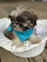 Tiny imperial shih tzu male, a male Shih Tzu for sale in Gordo, AL – 2 of 6