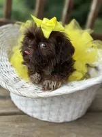 Tiny imperial shih tzu female, a female Shih Tzu for sale in Gordo, AL – 4 of 9