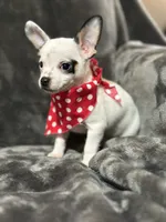 Male, a male Chihuahua for sale in Gordo, AL – Photo 1 of 7