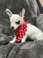 Male, a male Chihuahua for sale in Gordo, AL – Photo 7 of 7