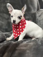 Male, a male Chihuahua for sale in Gordo, AL – Photo 6 of 7