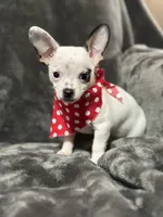 Male, a male Chihuahua for sale in Gordo, AL – Photo 5 of 7