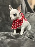 Male, a male Chihuahua for sale in Gordo, AL – Photo 2 of 7