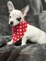 Male, a male Chihuahua for sale in Gordo, AL – Photo 3 of 7