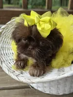 Tiny imperial shih tzu female, a female Shih Tzu for sale in Gordo, AL – 8 of 9