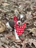 Male Shih Tzu / Chihuahua, a male Chihuahua and Shih Tzu for sale in Gordo, AL – Photo 3 of 6