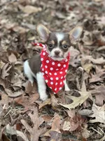 Male Shih Tzu / Chihuahua, a male Chihuahua and Shih Tzu for sale in Gordo, AL – Photo 4 of 6