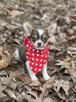 Male Shih Tzu / Chihuahua, a male Chihuahua and Shih Tzu for sale in Gordo, AL – Photo 1 of 6