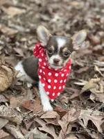 Male Shih Tzu / Chihuahua, a male Chihuahua and Shih Tzu for sale in Gordo, AL – Photo 5 of 6