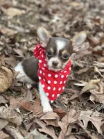 Male Shih Tzu / Chihuahua, a male Chihuahua and Shih Tzu for sale in Gordo, AL – Photo 2 of 6