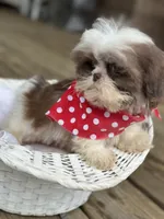 Imperial shih tzu male, a male Shih Tzu for sale in Gordo, AL – 2 of 7