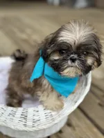 Tiny imperial shih tzu male, a male Shih Tzu for sale in Gordo, AL – 6 of 6