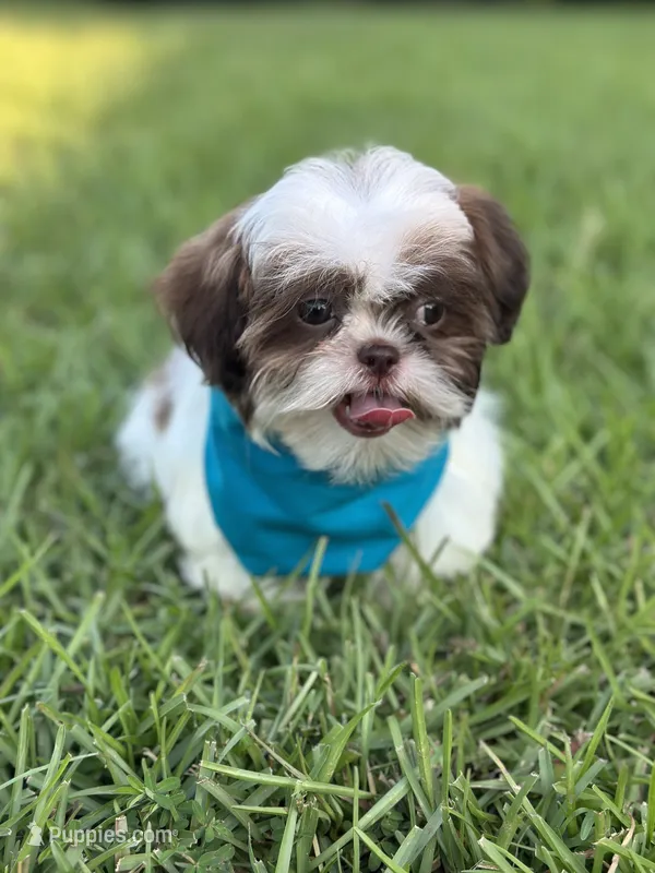 Imperial Shih Tzu, a male Shih Tzu for sale in Gordo, AL – 1 of 4