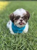 Imperial Shih Tzu, a male Shih Tzu for sale in Gordo, AL – 1 of 4