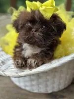 Tiny imperial shih tzu female, a female Shih Tzu for sale in Gordo, AL – 6 of 9